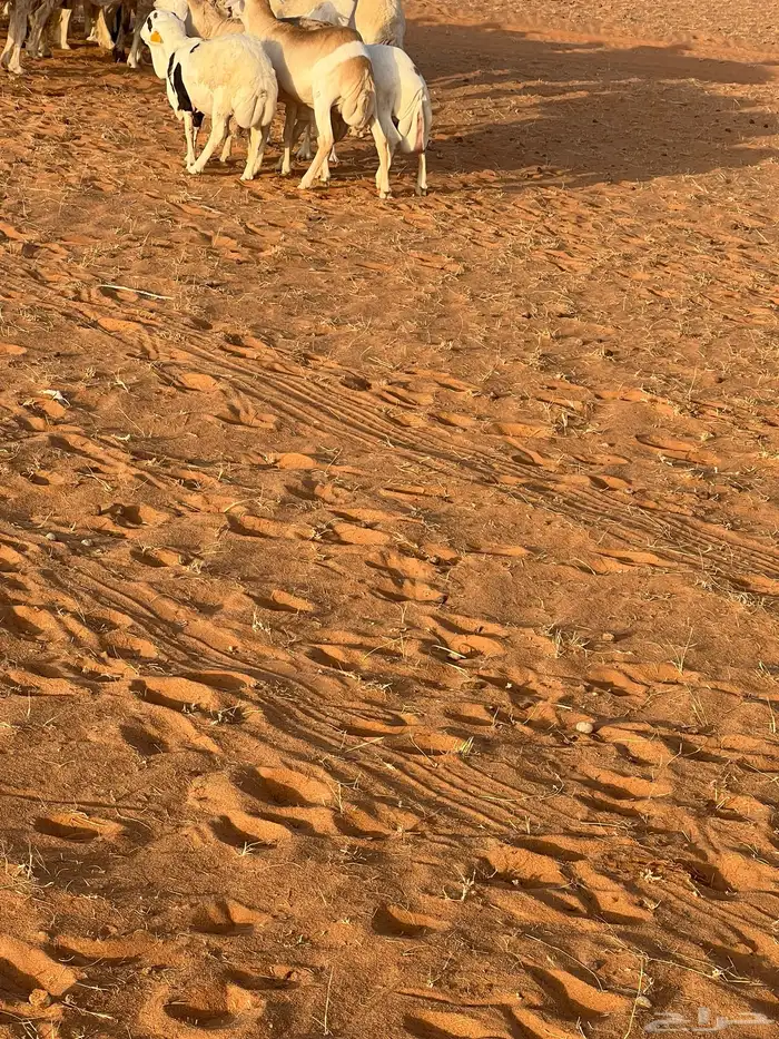 طليان رفيد 0