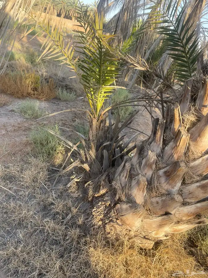 نخل 15