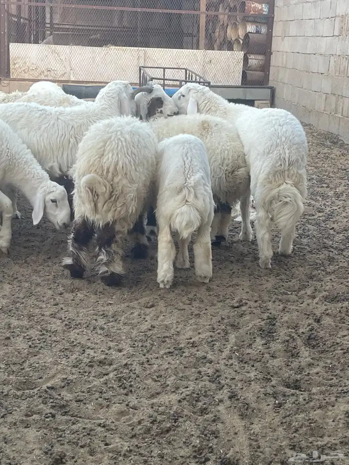 يوجد ذبائح 4