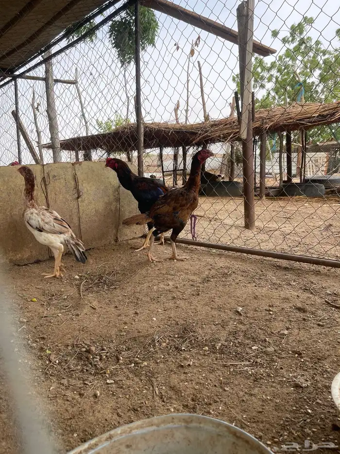 دجاج سندي بيور 0