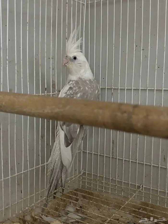 كروان منتج ومنوت المربي اجواز عليها الكلام 4