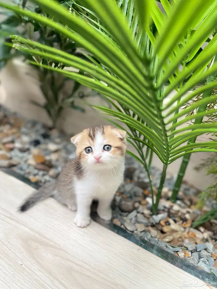 قطط سكوتش فولد 2