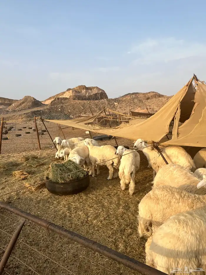 طليان حرية للبيع 3