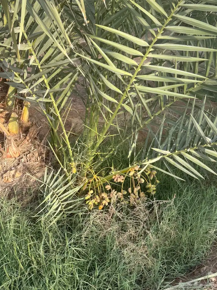 للبيع فروخ نخل اخلاص 7