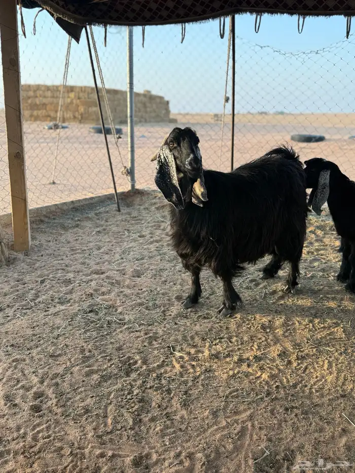 عنز متبع 3 ودافع طيبه 4