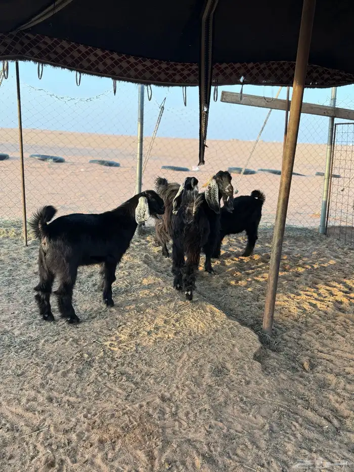 عنز متبع 3 ودافع طيبه 3