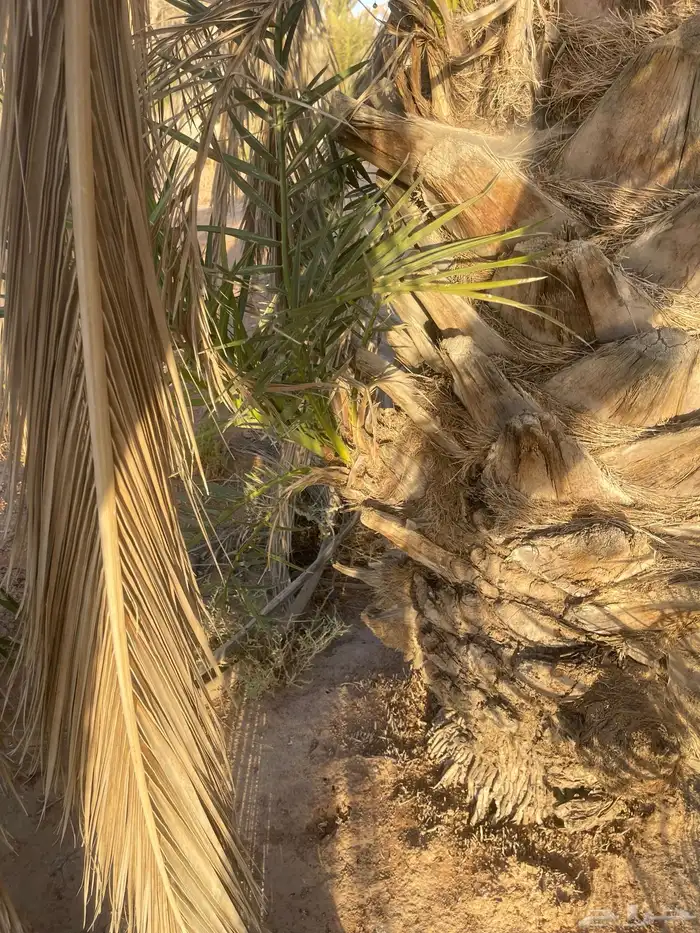 نخل 0