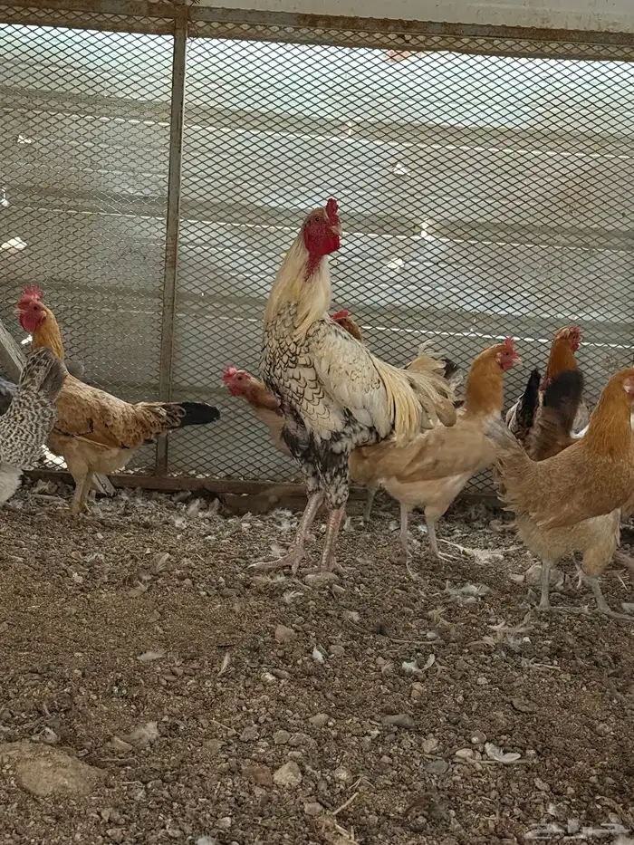 دجاج 2