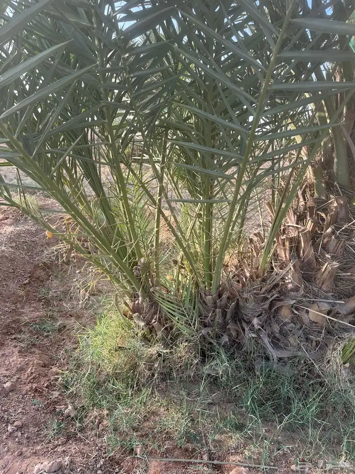 للبيع فروخ نخل اخلاص 5