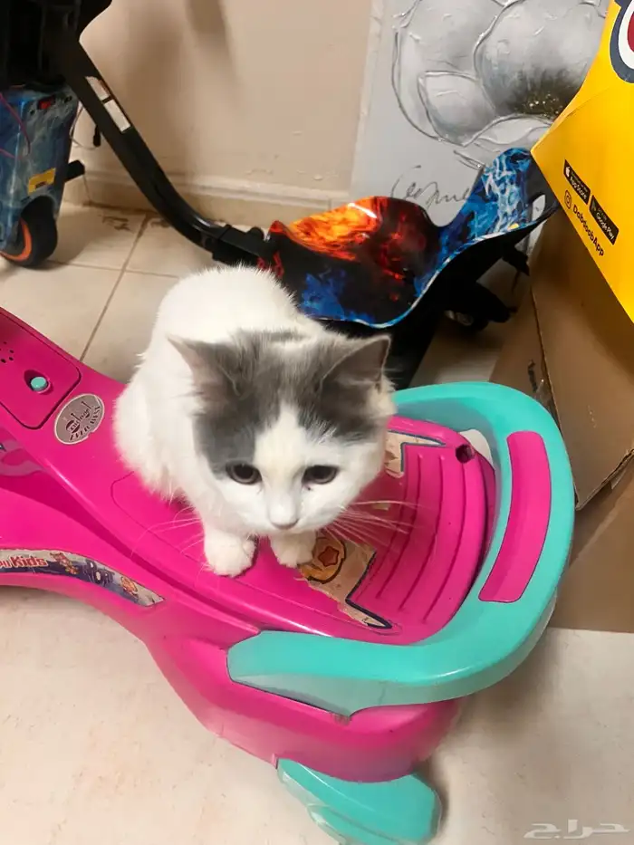 قط قطو بسه بس هر كديسه cat kitten للبيع 2