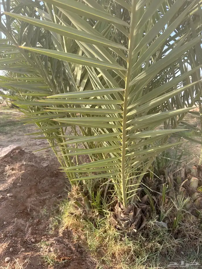 للبيع فروخ نخل اخلاص 0