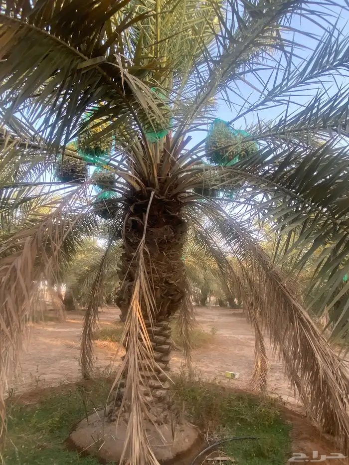 ثمرة تمر خلاص 4