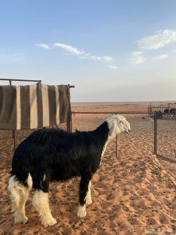 خروف مشروع فحل 1