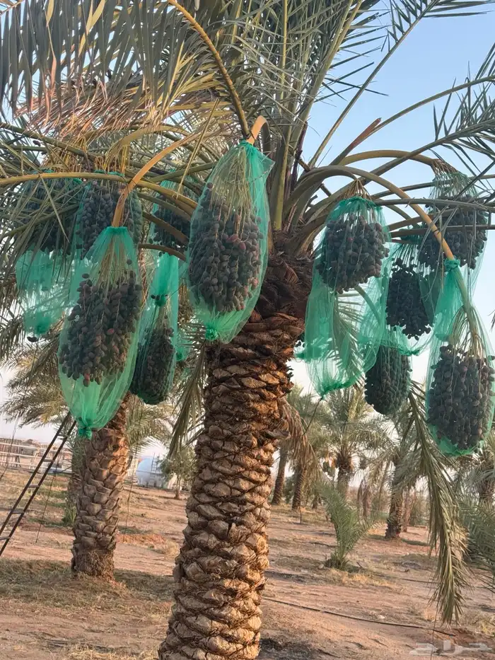 حرمه طريق حفر الباطن 1