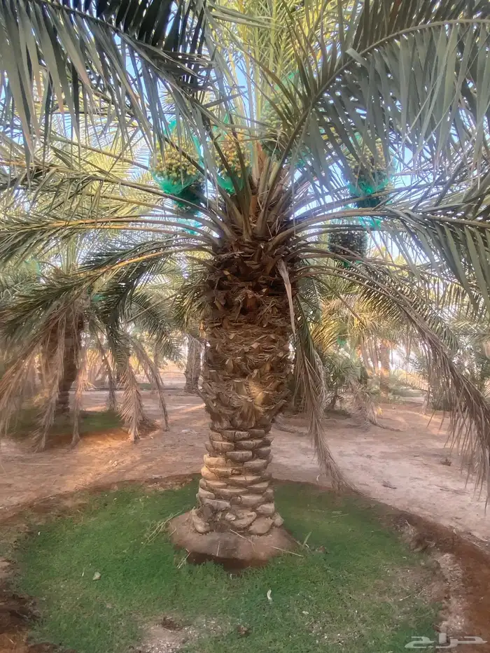 ثمرة تمر خلاص 7