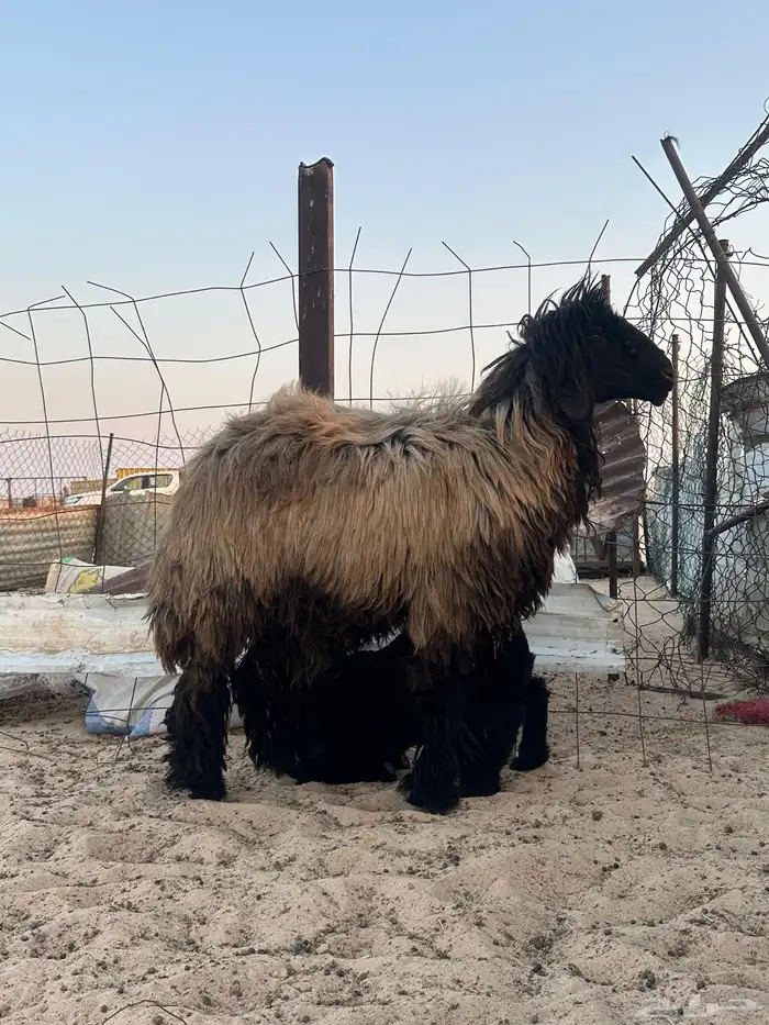 رغوث عربيه 1