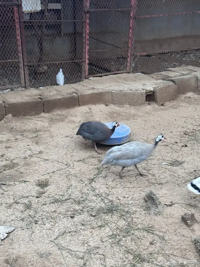 للبيع دجاج حبشي وبط 0