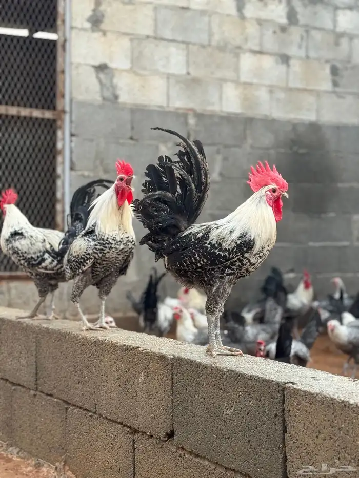 ديوك بلدي العمر 5 شهور الي 6 0