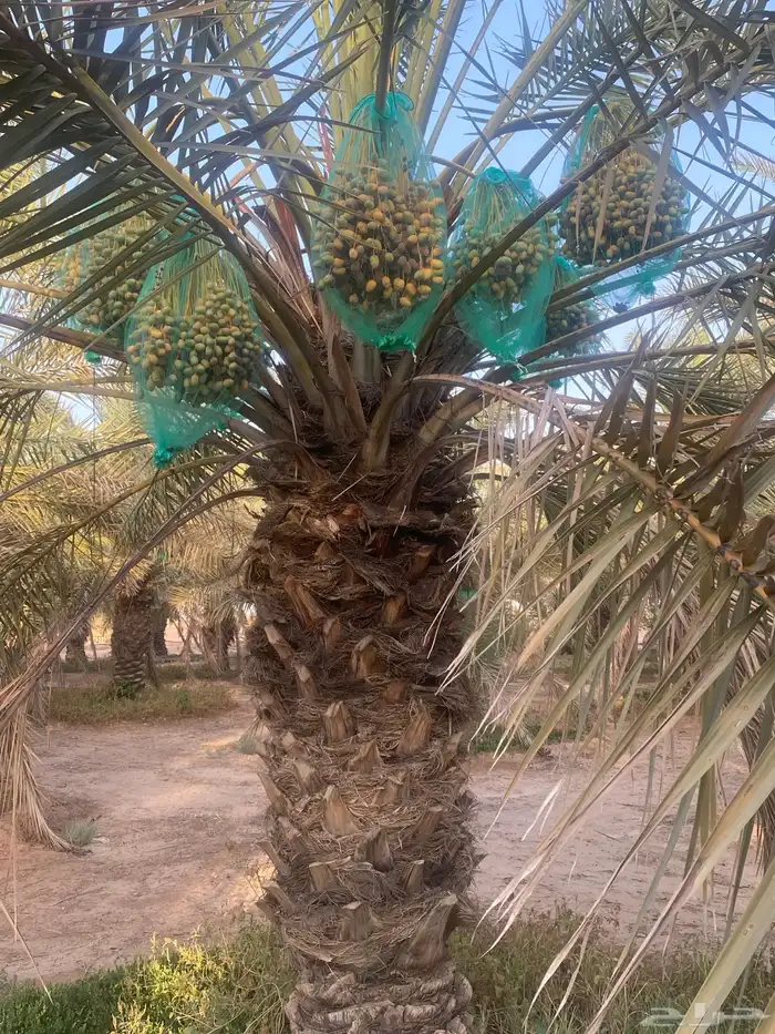 ثمرة تمر خلاص 2