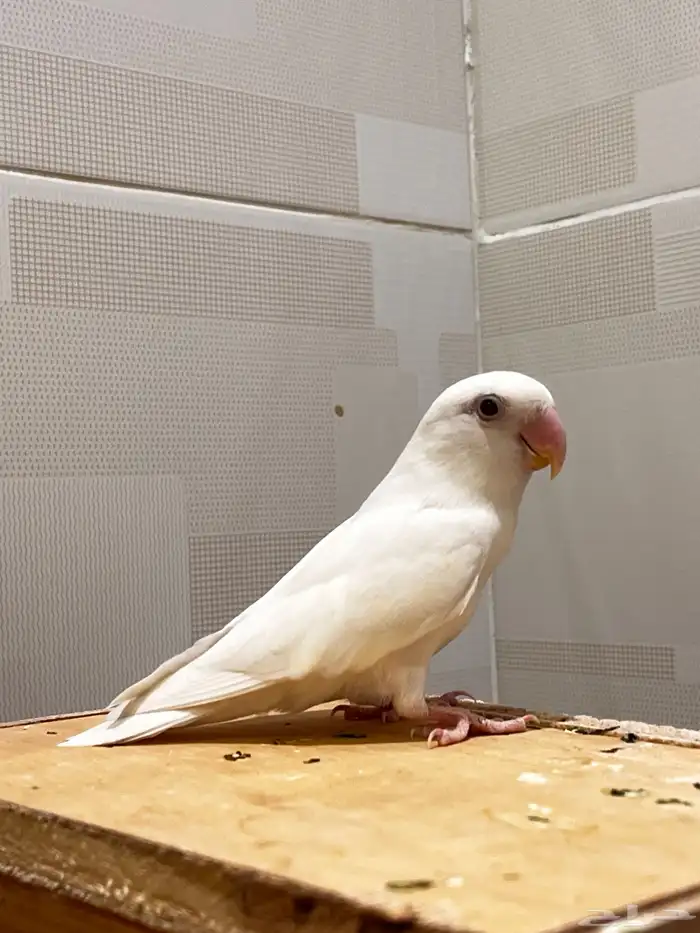 زوج روز منتج معاه 5 بيضات مخصبه 0