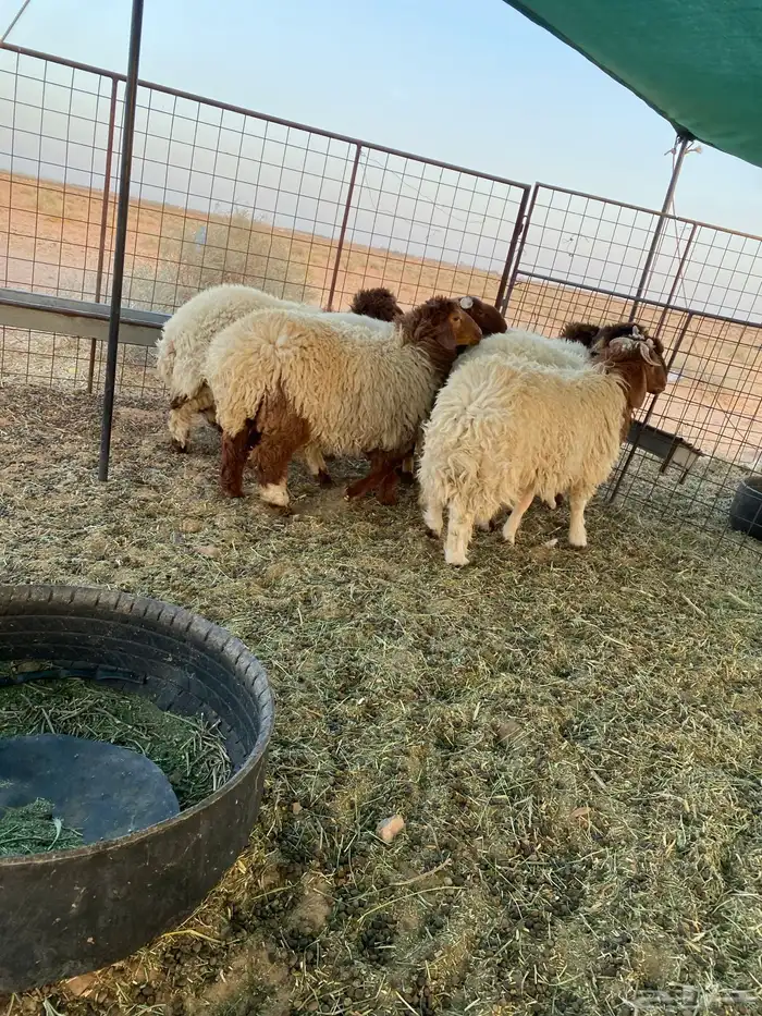 بهم نعيم جبر فاخر 0