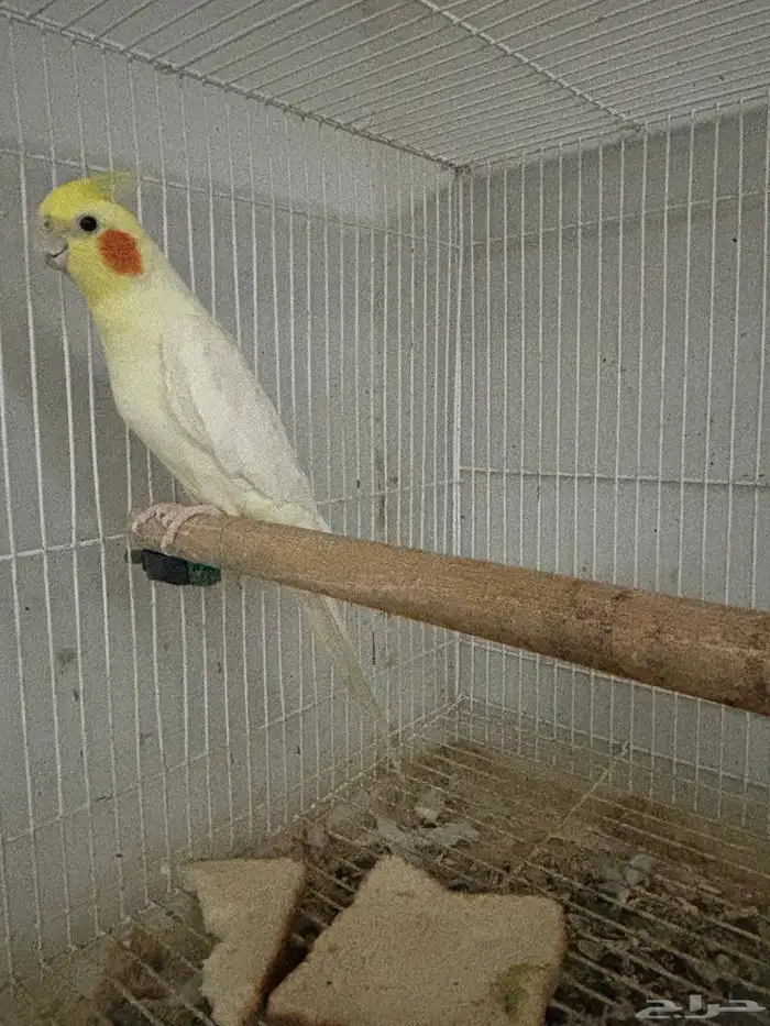 كروان منتج ومنوت المربي اجواز عليها الكلام 5