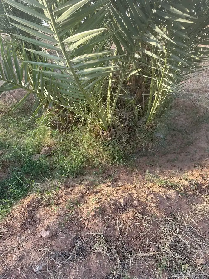 للبيع فروخ نخل اخلاص 2