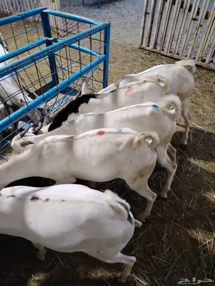 غنم بربري جمله بافضل سعر في خميس مشيط 6