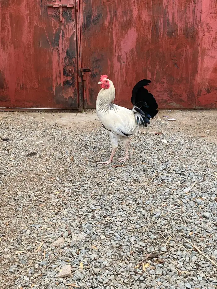 للبيع طليان حريات حري ذبايح   ديوك 10