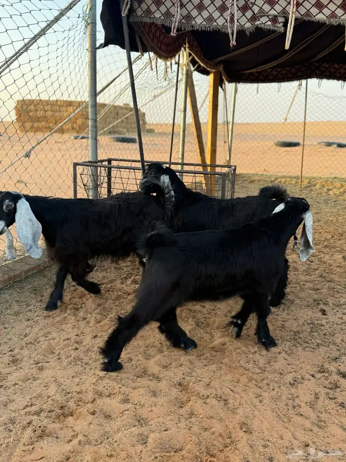 عنز متبع 3 ودافع طيبه 1