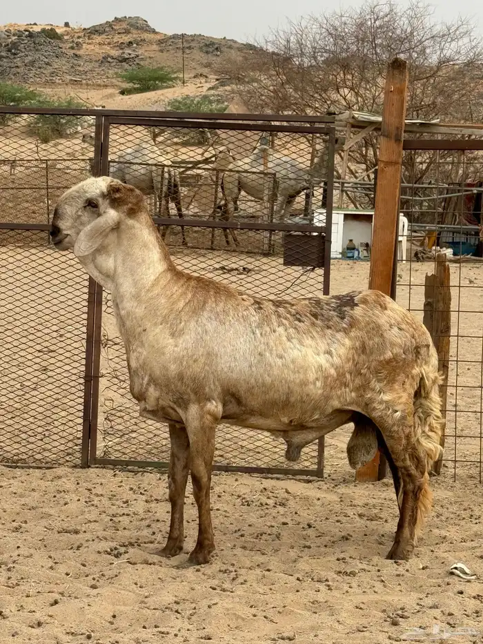 فحل سواكني درماني 0