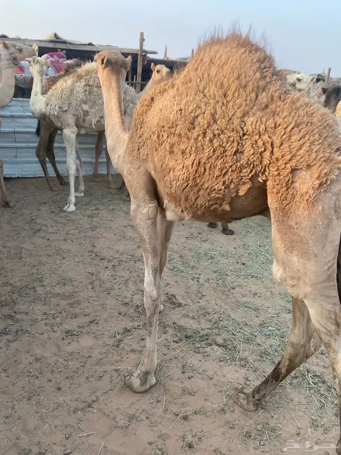 حشو طيبه. عددها. 12 0