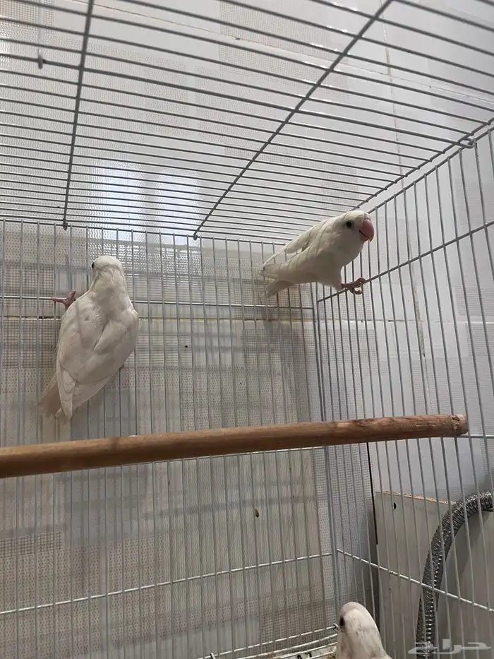 زوج روز منتج معاه 5 بيضات مخصبه 3