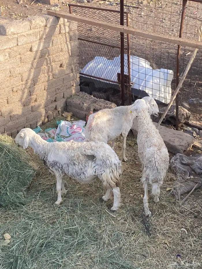 ضان مضاريع 2