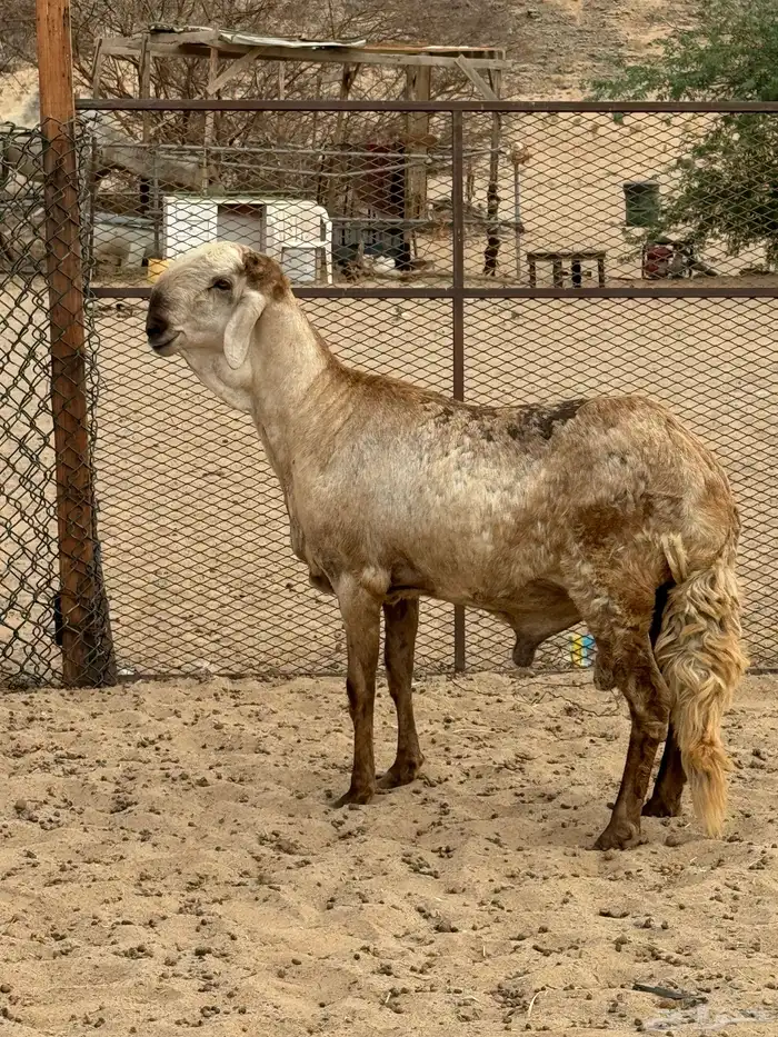 فحل سواكني درماني 3