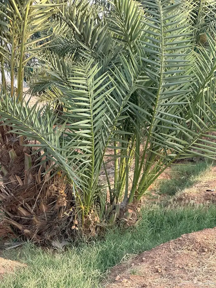 للبيع فروخ نخل اخلاص 11