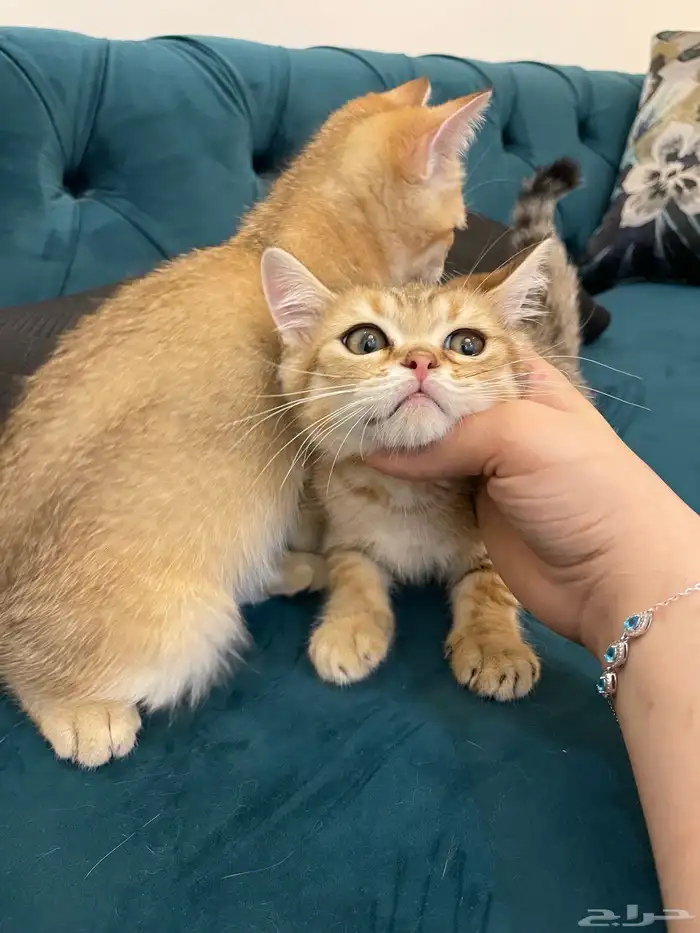 سكوتش ستريت. 3 شهور للبيع لان مسافر 1