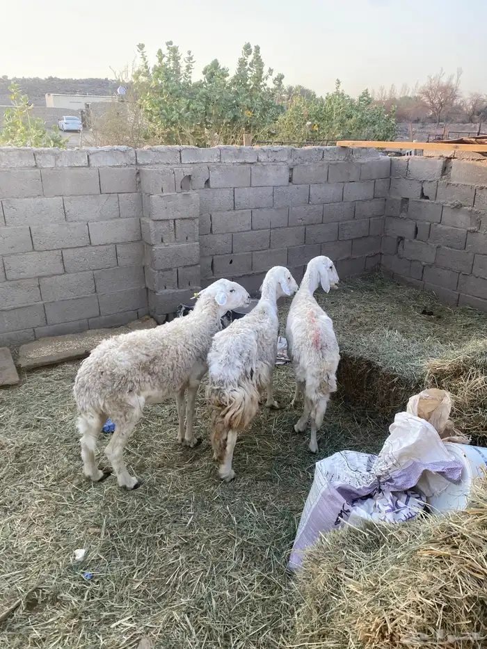 ضان مضاريع 0