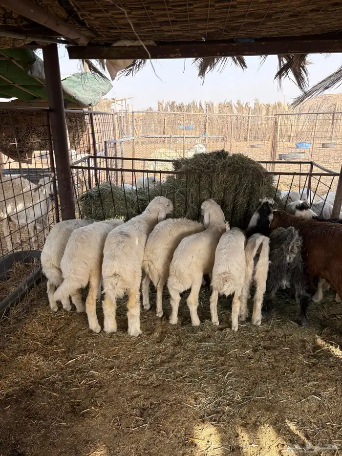 طلين حريات 8