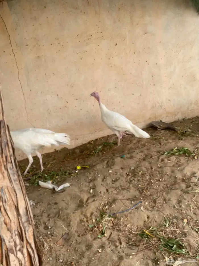زوج رومي منتج 3