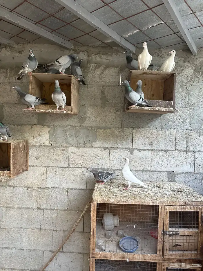حمام زاجل سباق طبات واجور منتجه 7