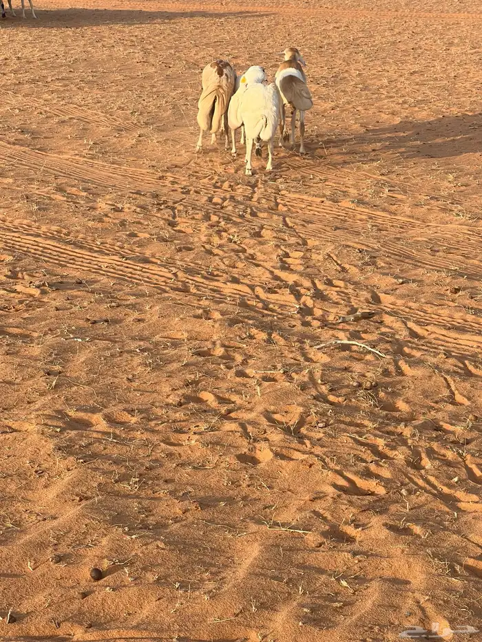 طليان رفيد 1