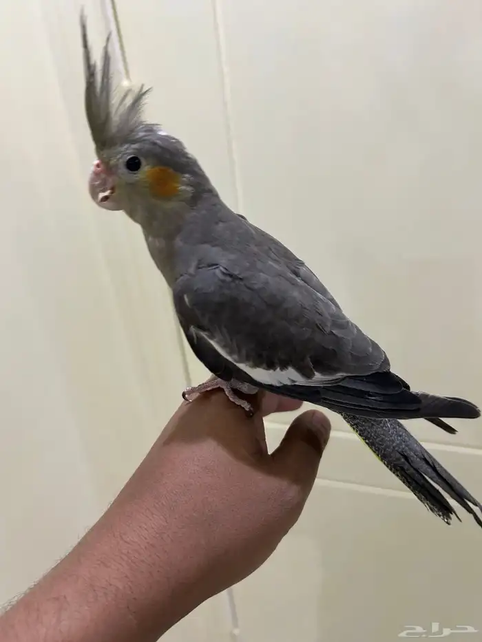 كروان اليف 2