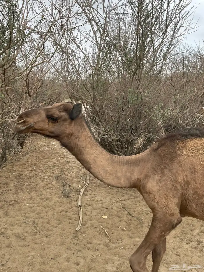 عدد آبل ست اربع لقحات وخلفة وجذعه 1