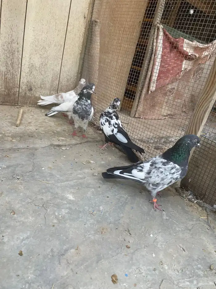 للبيع طيور 0