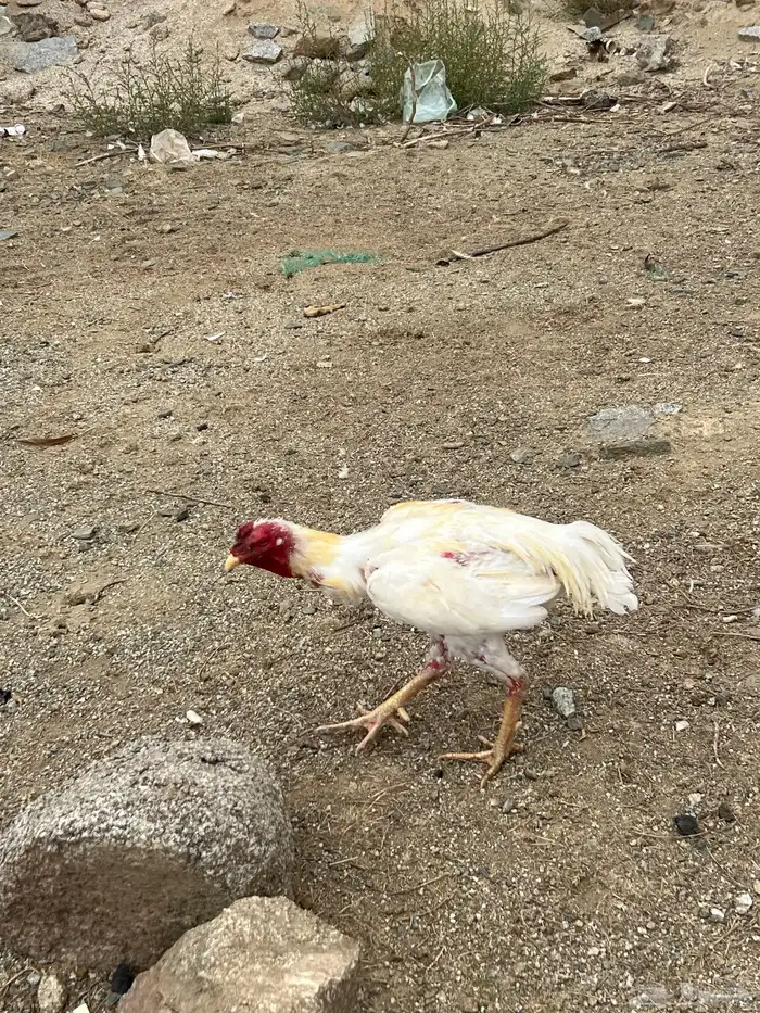 دجاج للبيع 2