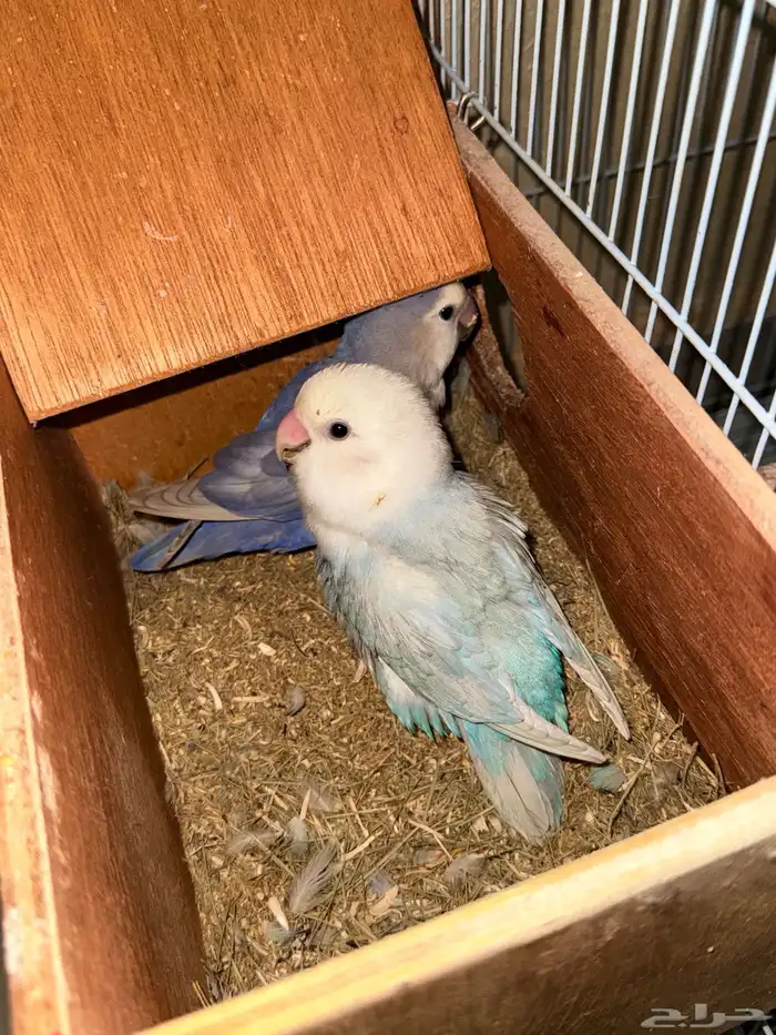 طيور 0