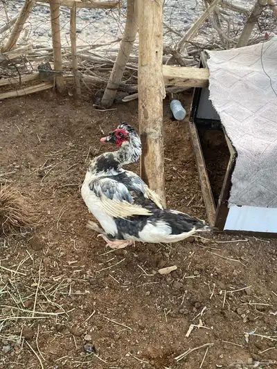ذكر بط مصري 0