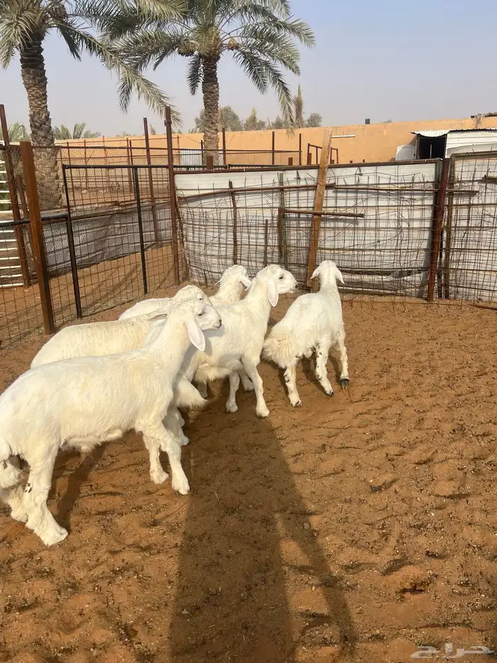 للبيع طليان حريات( تم البيع) 4