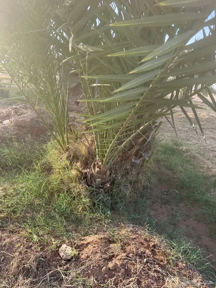 للبيع فروخ نخل اخلاص 3